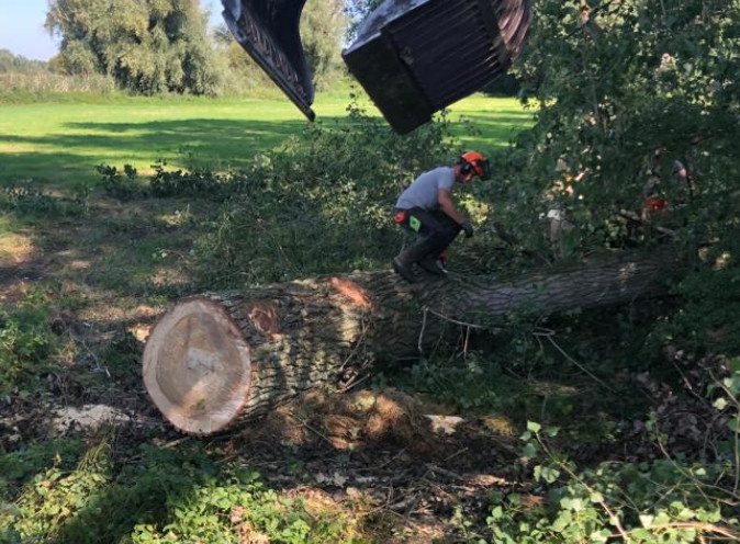 Bomen uit (de omgeving van) Den Bosch